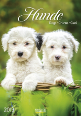 Gr. farbiger Hundekalender 219819 2019