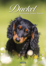 Gr. farbiger Dackelkalender 220019 2019