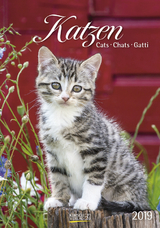 Gr. farbiger Katzenkalender 219719 2019