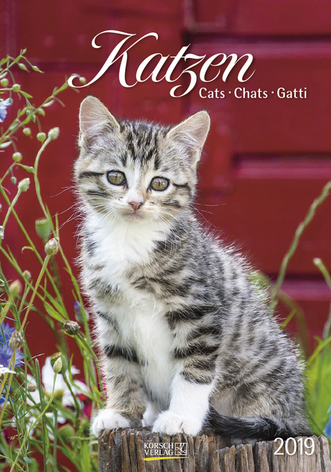 Gr. farbiger Katzenkalender 219719 2019