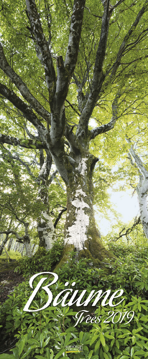 Bäume 207019 2019
