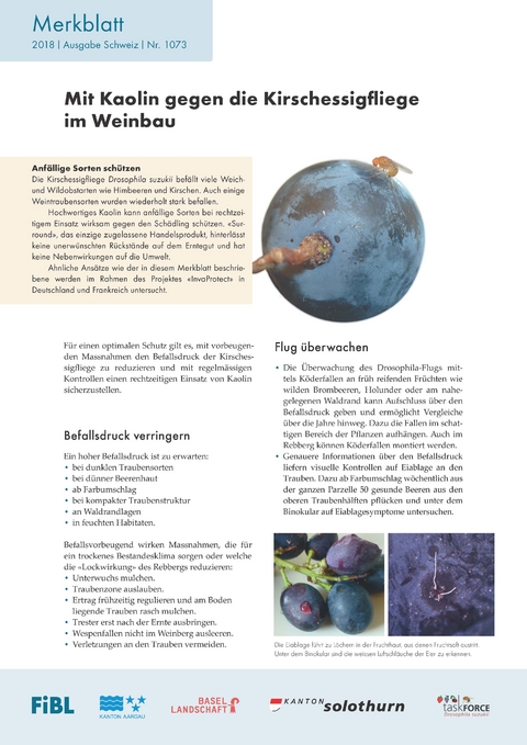 Mit Kaolin gegen die Kirschessigfliege im Weinbau - Claudia Daniel, Fabian Cahenzli, Sybille St&ouml;ckli