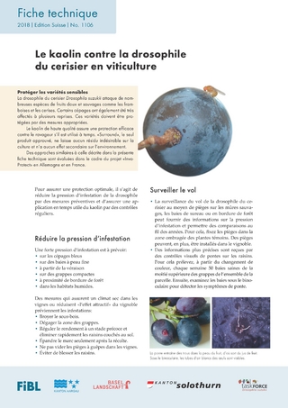 Le kaolin contre la drosophile du cerisier en viticulture