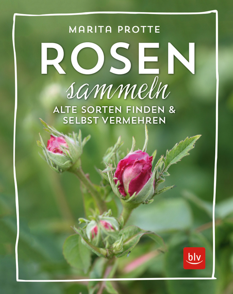 Rosen sammeln - Marita Protte