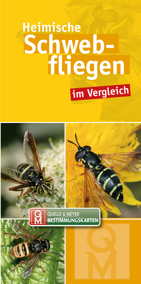 Heimische Schwebfliegen im Vergleich