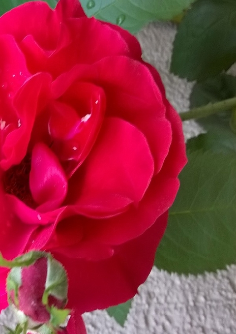 Die besten W&uuml;nsche zum Ehrentag - Andrea Grau