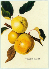 An Apple a Day 2019 - Postkartenset