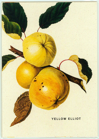 An Apple a Day 2019 - Postkartenset