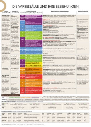 Die Wirbelsäule und ihre Beziehungen