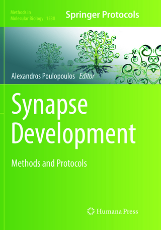 Synapse Development