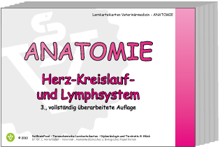 Anatomie: Herz-Kreislauf-System und Lymphsystem