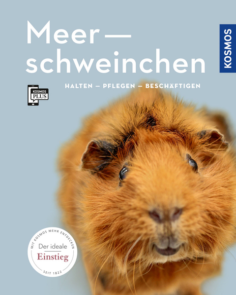 Meerschweinchen - Angela Beck