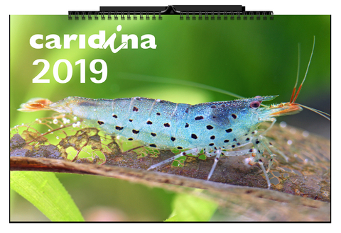 caridina-Kalender 2019 - Chris Lukhaup