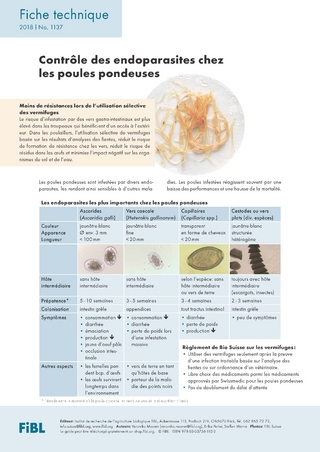 Contrôle des endoparasites chez les poules pondeuses