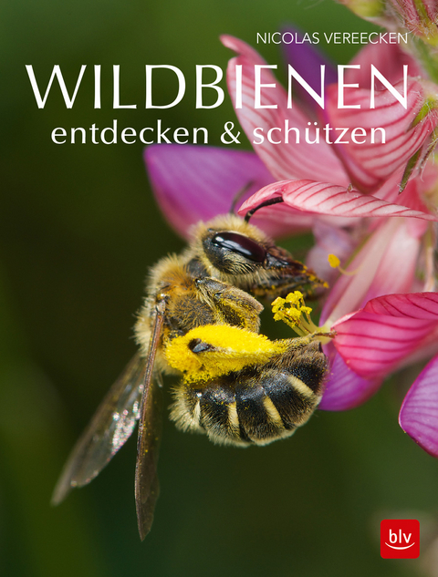 Wildbienen entdecken & sch&uuml;tzen - Nicolas Vereecken