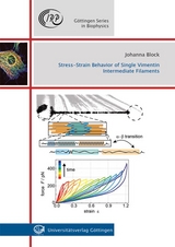 Stress-Strain Behavior of Single Vimentin Intermediate Filament - Johanna Lena Block