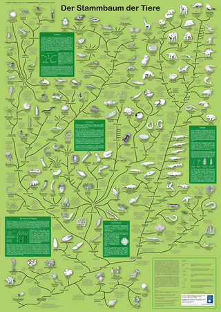 Der Stammbaum der Tiere