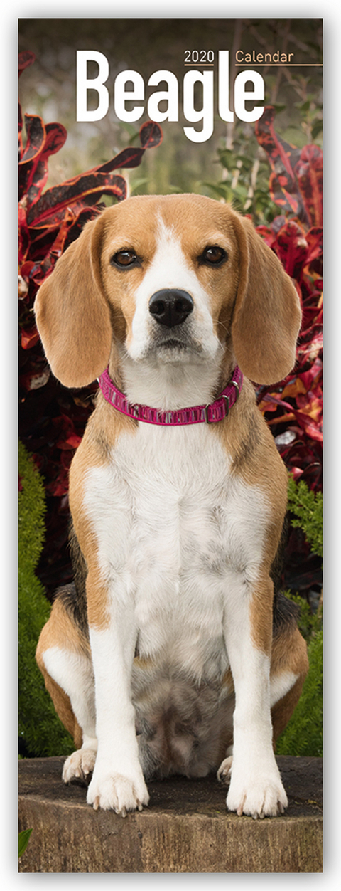 Beagle Slim Calendar 2020 -  Avonside Publishing Ltd