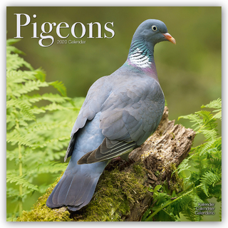 Pigeons Calendar 2020