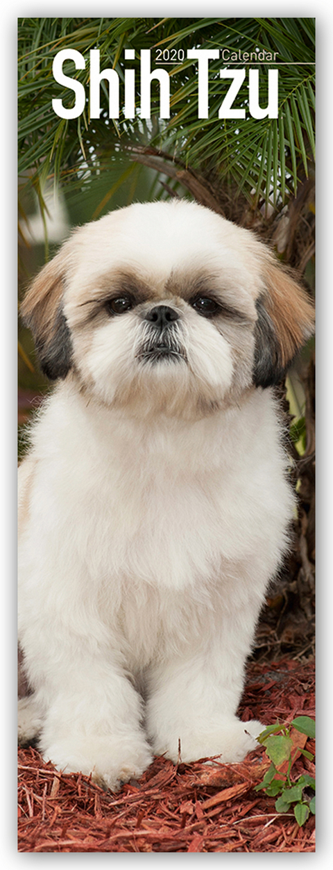 Shih Tzu Slim Calendar 2020 -  Avonside Publishing Ltd