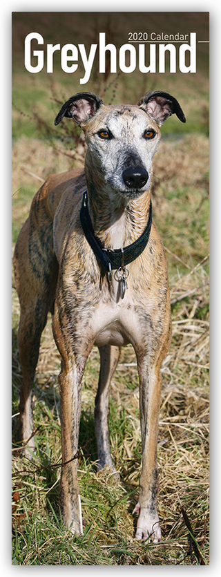 Greyhound Slim Calendar 2020