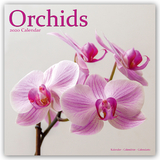 Orchids Calendar 2020 - Avonside Publishing Ltd