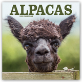 Alpacas Calendar 2020 - Avonside Publishing Ltd