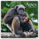 Apes Calendar 2020 - Avonside Publishing Ltd