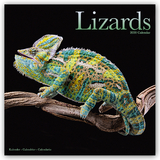 Lizards Calendar 2020 - Avonside Publishing Ltd