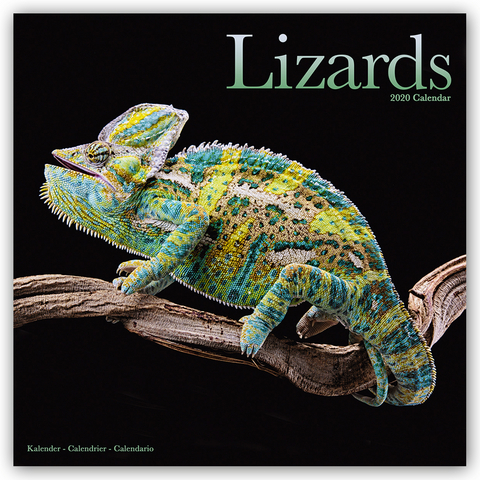 Lizards Calendar 2020 -  Avonside Publishing Ltd