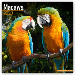 Macaws Calendar 2020