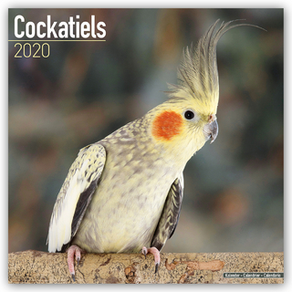 Cockatiels Calendar 2020