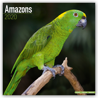 Amazons Calendar 2020