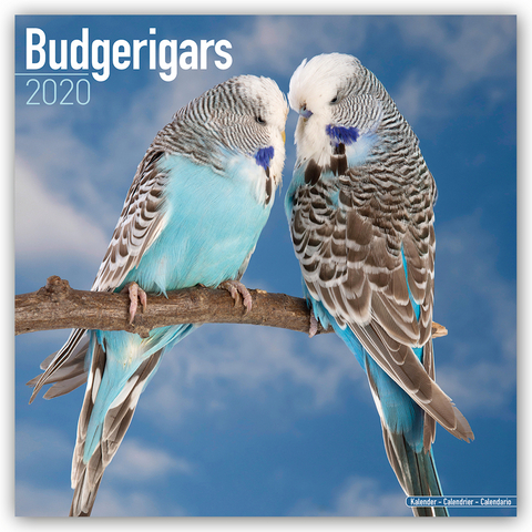 Budgerigars Calendar 2020 -  Avonside Publishing Ltd
