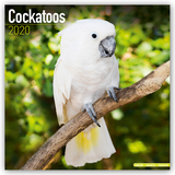 Cockatoos Calendar 2020 - 