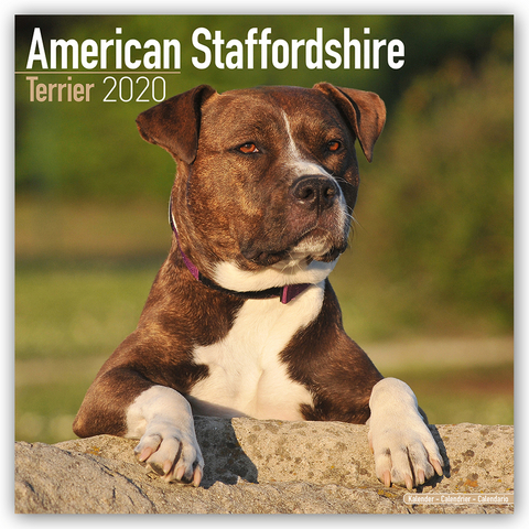 American Staffordshire Terrier Calendar 2020 -  Avonside Publishing Ltd