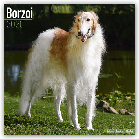 Borzoi Calendar 2020 -  Avonside Publishing Ltd