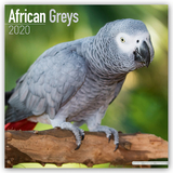 African Greys Calendar 2020 - Avonside Publishing Ltd