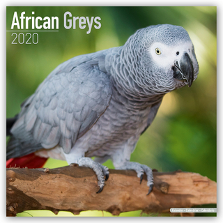 African Greys Calendar 2020