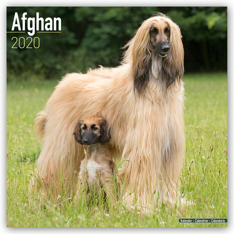 Afghan Calendar 2020 -  Avonside Publishing Ltd