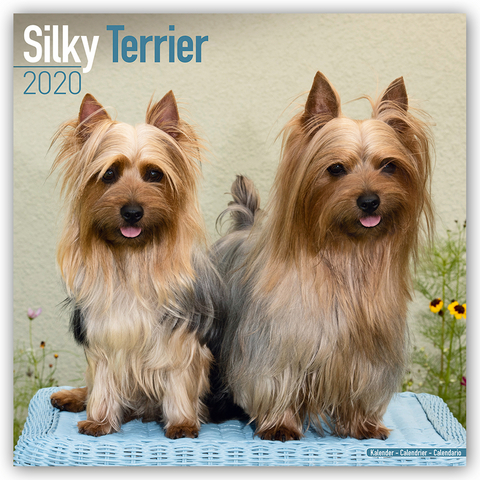Silky Terrier Calendar 2020 -  Avonside Publishing Ltd
