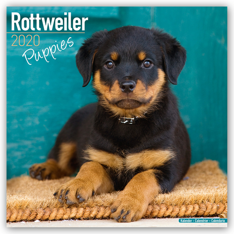 Rottweiler Puppies Calendar 2020 -  Avonside Publishing Ltd