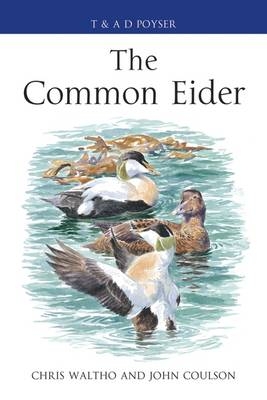 Common Eider -  John Coulson,  Chris Waltho