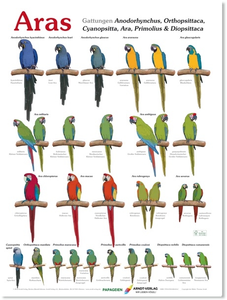 Poster Aras - Thomas Arndt