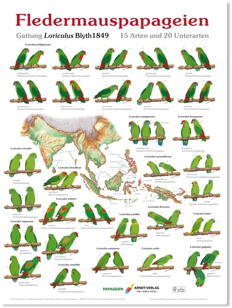Fledermauspapageien - Thomas Arndt