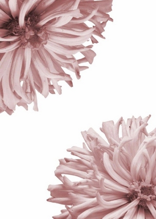 Bullet Journal Flowers Pastell