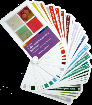 Lebensmittelassoziierte Bakterien