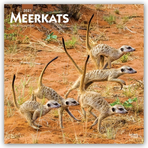 MEERKATS 2021 SQUARE BTUK -  Browntrout