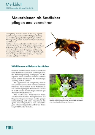 Mauerbienen als Bestäuber pflegen und vermehren