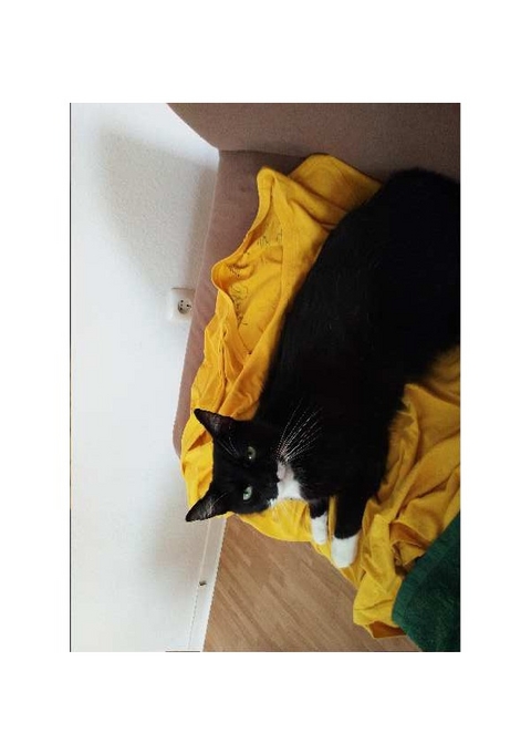 Ein Schnurrhaar f&uuml;r meine Wohnung - Barbara Gathen